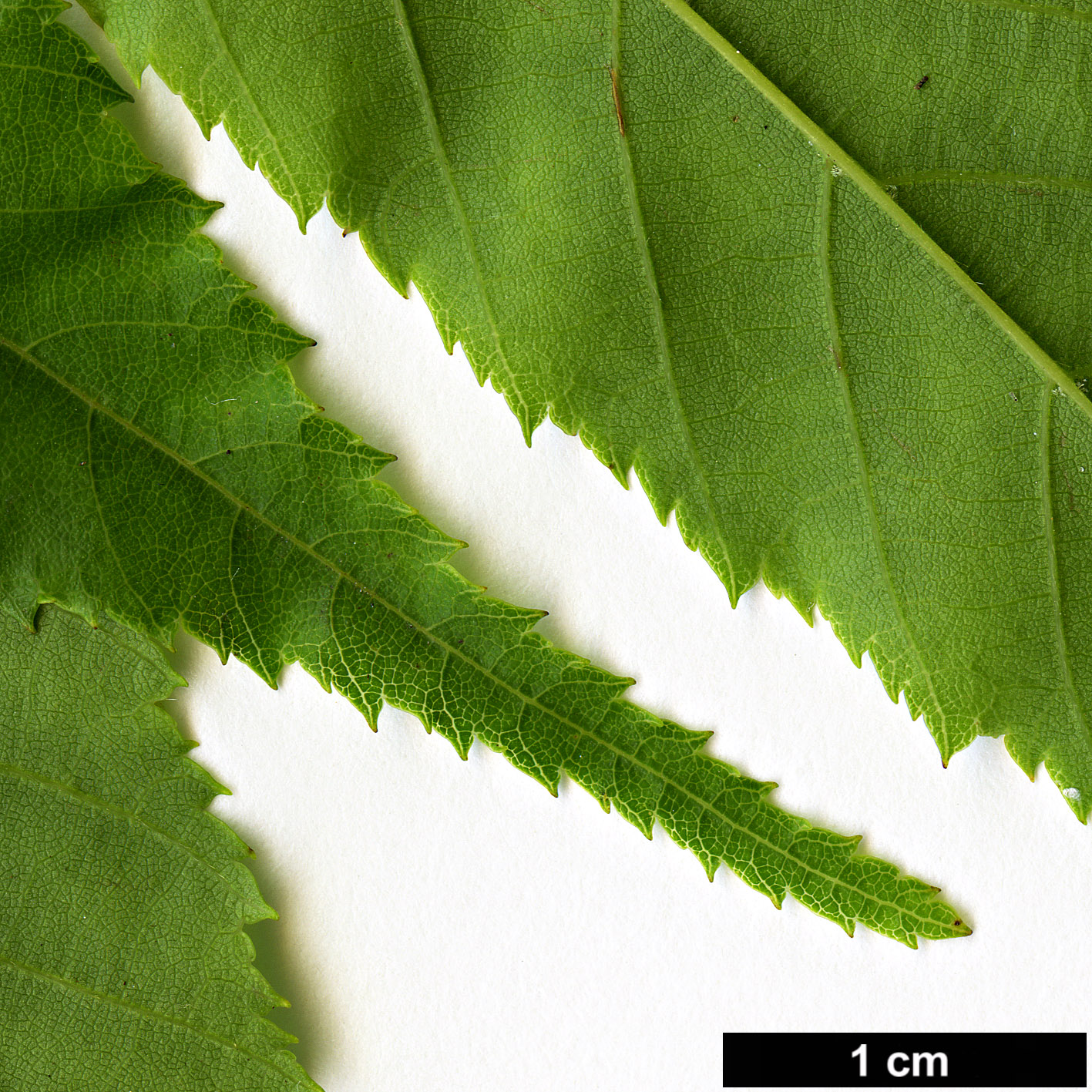 High resolution image: Family: Betulaceae - Genus: Carpinus - Taxon: londoniana